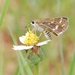 Common Grass-Dart - Photo (c) hkmoths, some rights reserved (CC BY-NC-ND)