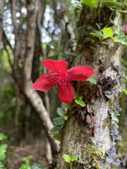 Asteranthera ovata