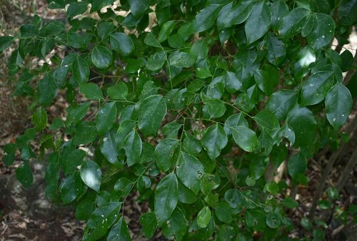 Phyllanthus cuscutiflorus observed 2022-11-08