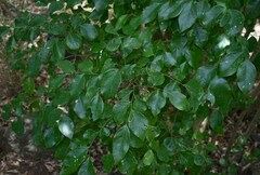 Phyllanthus cuscutiflorus