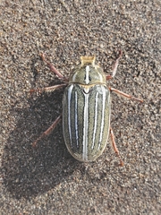 Polyphylla decemlineata
