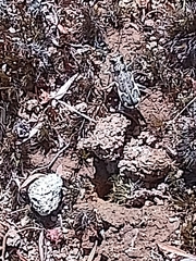 Neocicindela tuberculata