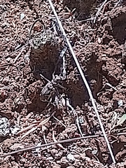 Neocicindela tuberculata