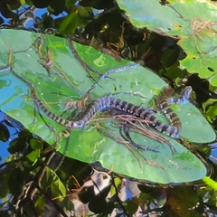 Nerodia fasciata pictiventris