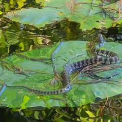 Nerodia fasciata pictiventris