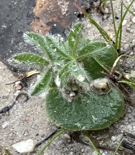 Chick lupine seedling