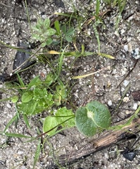 Lupinus microcarpus