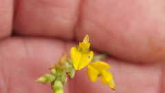 Listia bainesii