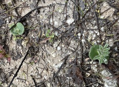 Lupinus microcarpus