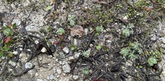 Lupinus microcarpus
