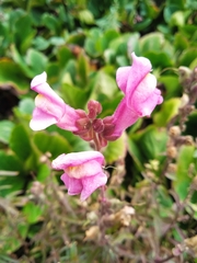 Antirrhinum