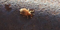 Lignyodes horridulus