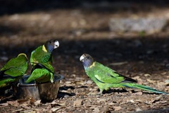Barnardius zonarius semitorquatus