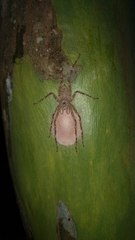 Pandercetes gracilis
