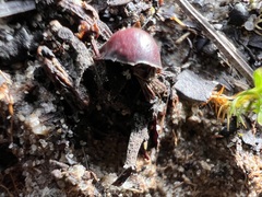 Tubaria punicea