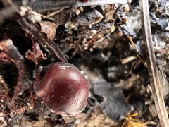 Tubaria punicea