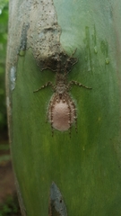 Pandercetes gracilis