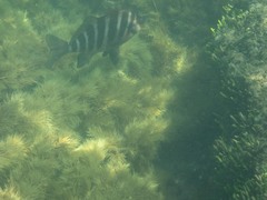 Chirodactylus spectabilis