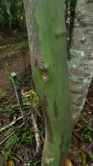 Pandercetes gracilis