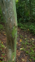 Pandercetes gracilis