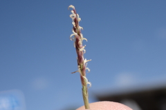 Zoysia