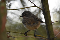 Sericornis maculatus