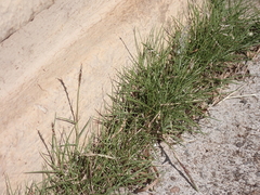 Zoysia