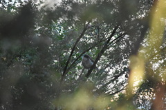 Eopsaltria georgiana