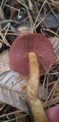 Cortinarius smithii