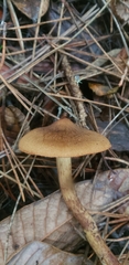 Cortinarius smithii