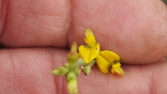Listia bainesii