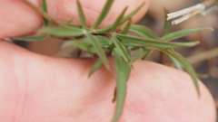 Listia bainesii