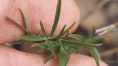 Listia bainesii