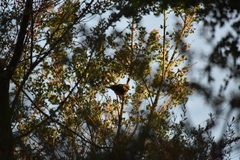 Zosterops lateralis chloronotus