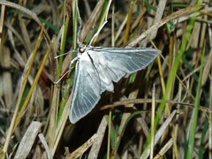 Palpita flegia