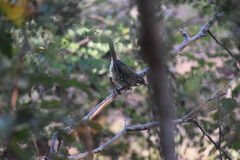 Sericornis maculatus