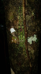 Phricta spinosa