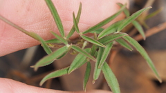 Listia bainesii