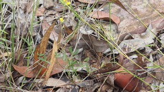 Listia bainesii