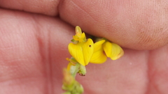 Listia bainesii