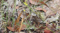 Listia bainesii