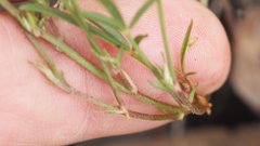 Listia bainesii