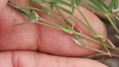 Listia bainesii