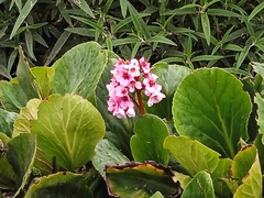 Bergenia