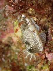 Chromodoris quagga