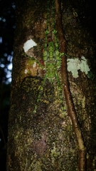 Phricta spinosa