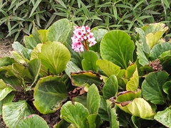 Bergenia