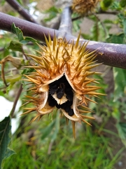 Datura stramonium
