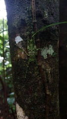 Phricta spinosa
