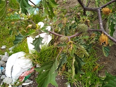 Datura stramonium
